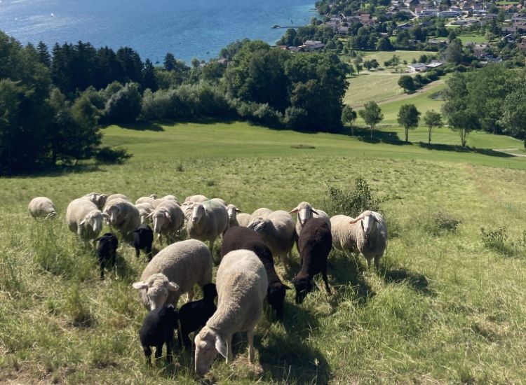 Biohof Gnigler - Schafe auf Weide über Traunsee