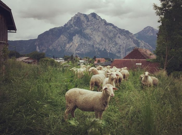 Biohof Gnigler - Schafe auf Weide vor Traunstein