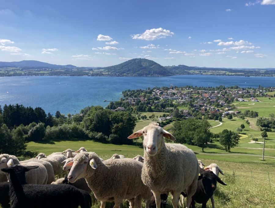 Biohof Gnigler - Schafe auf Wiese vor Traunsee