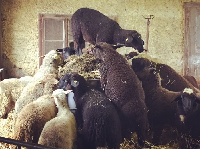 Biohof Gnigler - Schafe im Stall beim Fressen