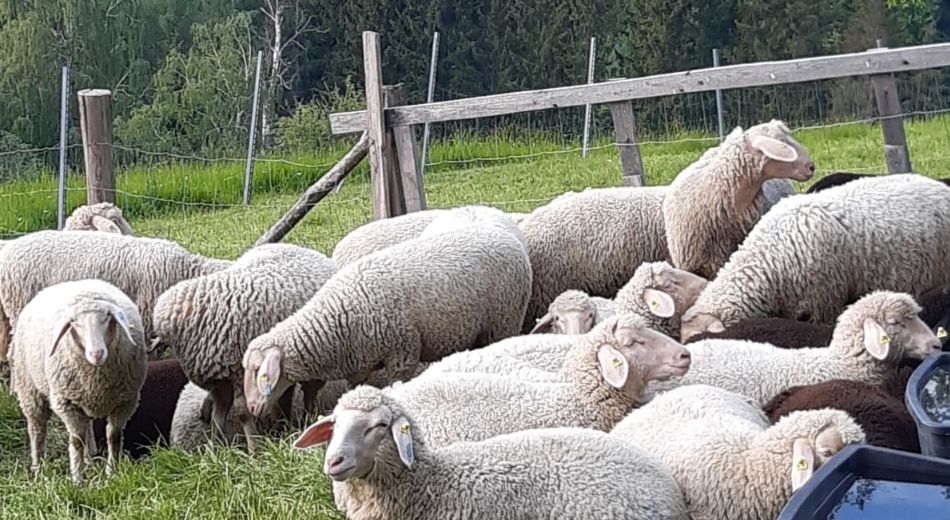 Biohof Gnigler - Schafe liegen auf Weide