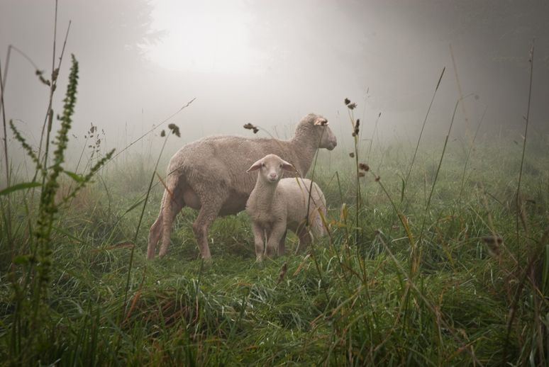 Biohof Gnigler - Schaf mit Lamm im Nebel
