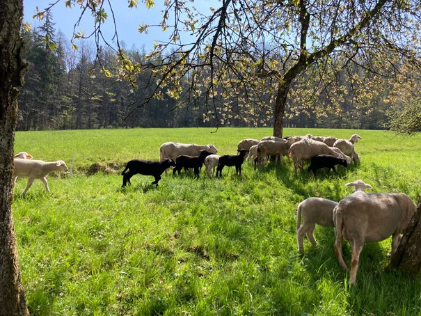 Biohof Gnigler - Schafe und Lämmer runter Baum