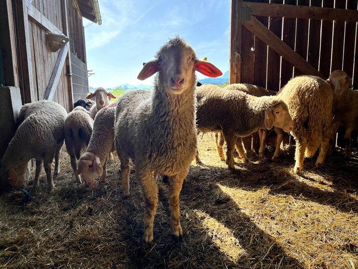 Biohof Gnigler - Schaf im Stall schaut in Kamera