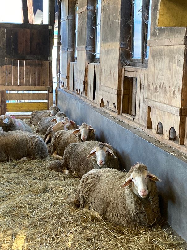 Biohof Gnigler - Schafe liegen im Stall