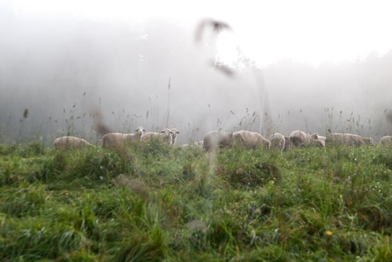 Biohof Gnigler - Schafe auf nebeliger Weide