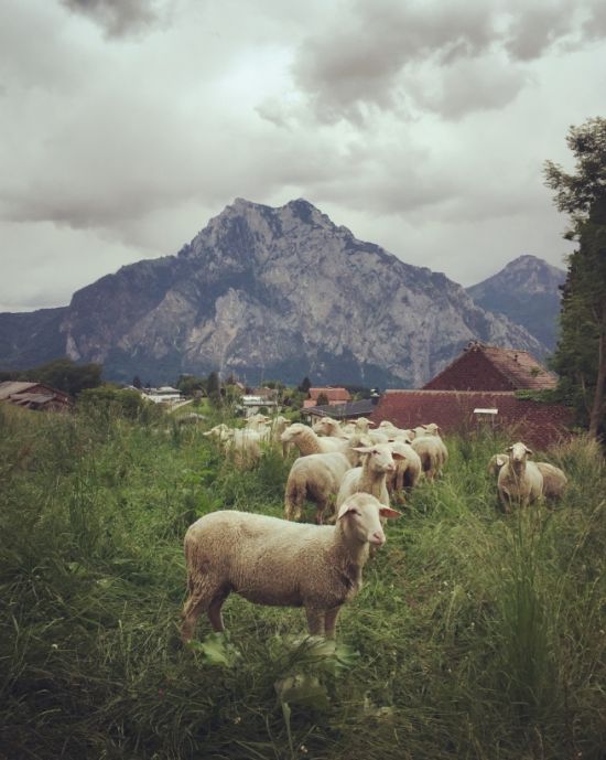 Biohof Gnigler - Schafe auf Weide mit Traunstein im Hintergrund