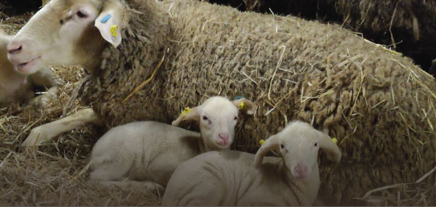 Biohof Gnigler - Schafe und Lämmer im Stall