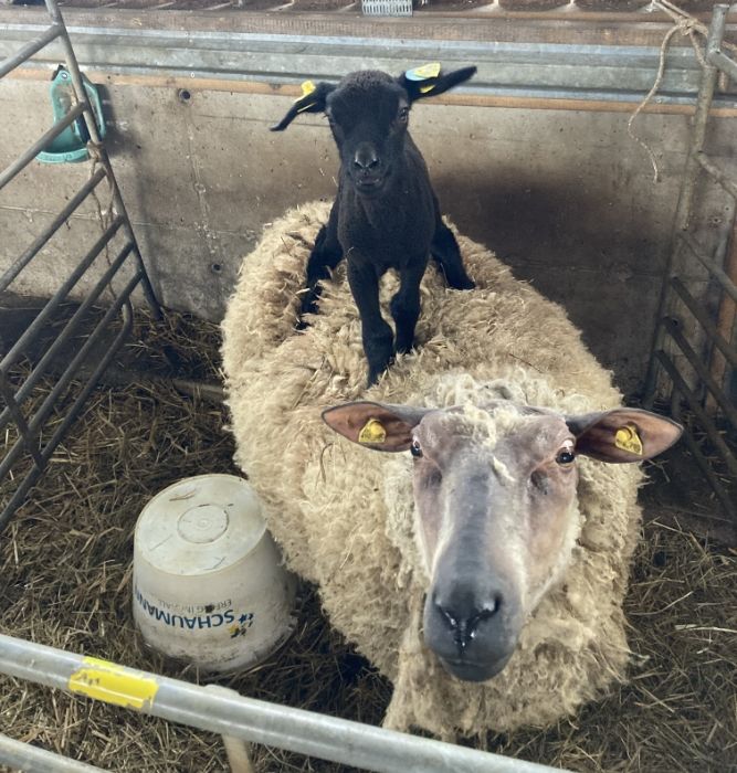 Biohof Gnigler - Lamm steht auf Schaf