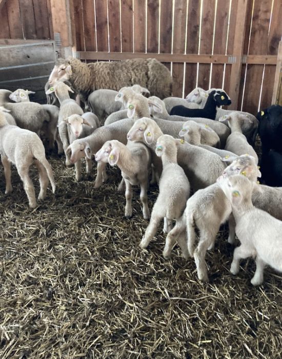 Biohof Gnigler - Lämmer im Stall