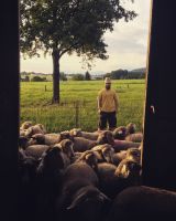 Biohof Gnigler - Schafe vor Stalltür mit Bauer