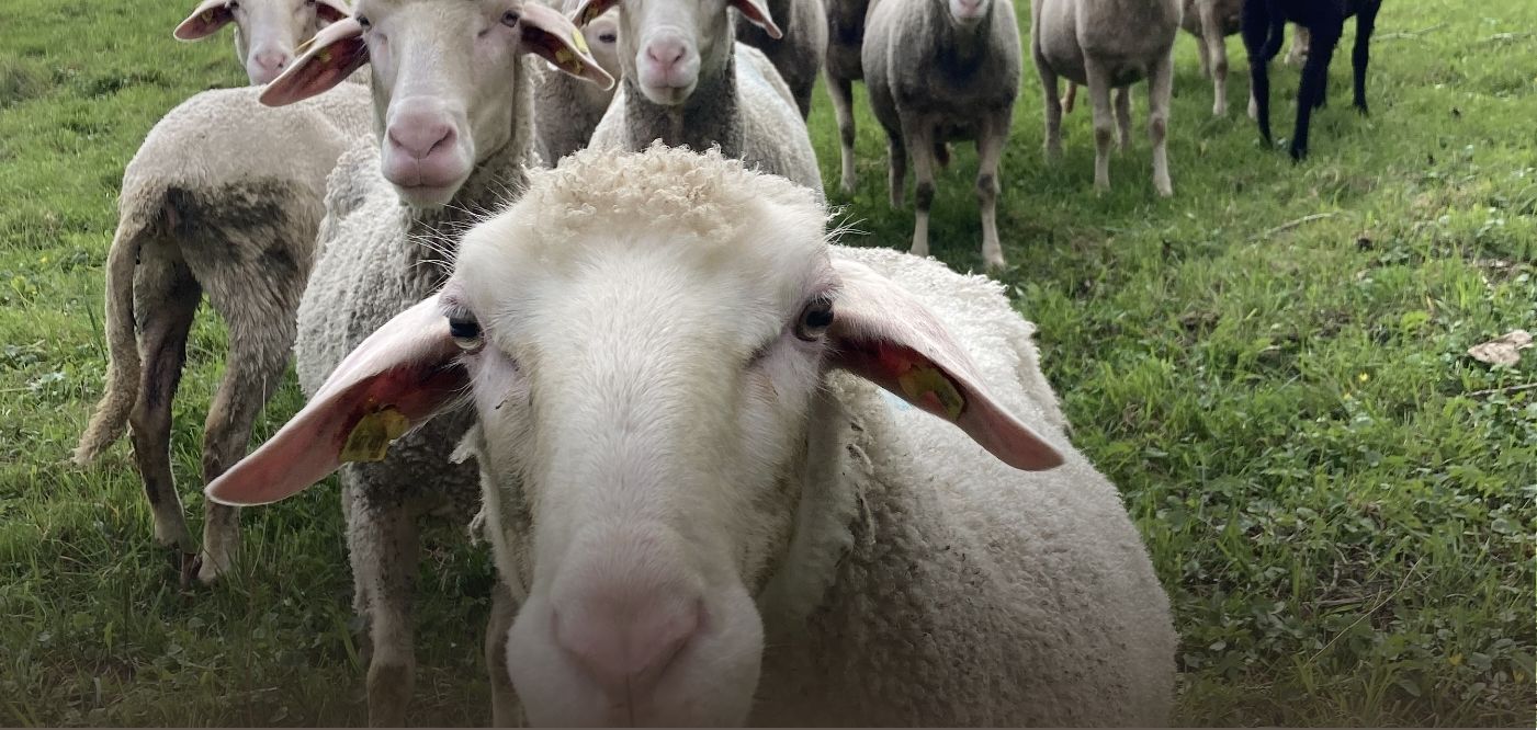 Biohof Gnigler - Schafe auf Weide schauen zur Kamera