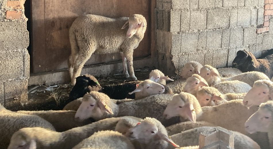 Biohof Gnigler - Lämmer gehen im Stall