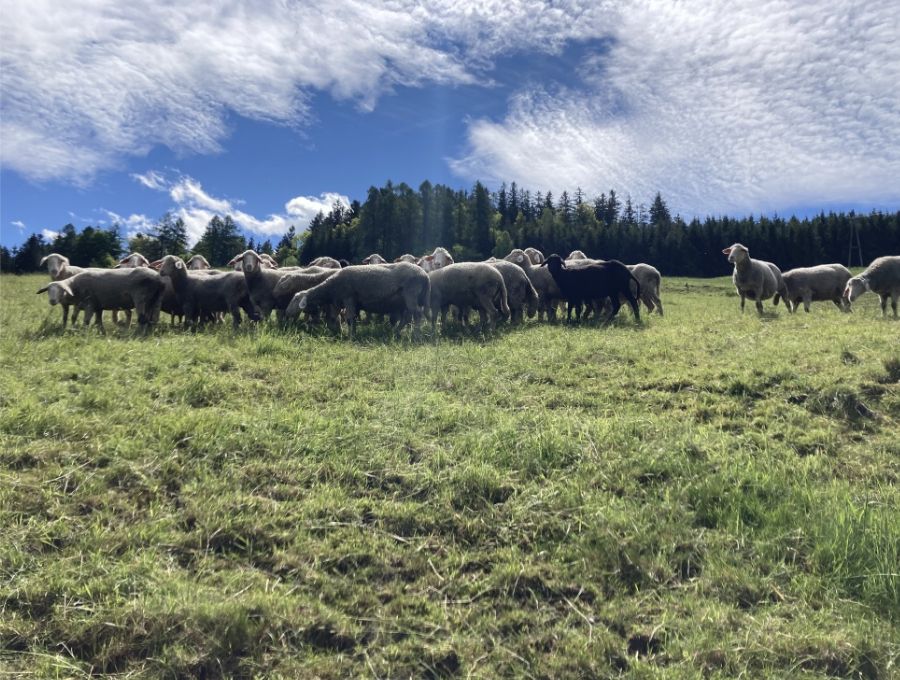 Biohof Gnigler - Schafe auf Weide