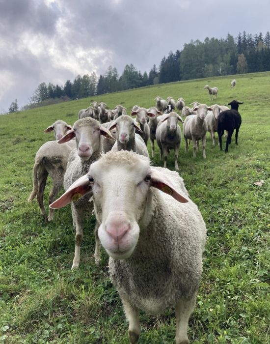 Biohof Gnigler - Schafe auf Weide
